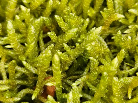 Grünstängelmoos (Pseudoscleropodium purum)