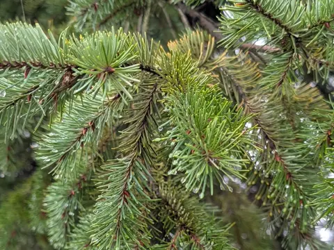 Douglas Fir (Pseudotsuga menziesii)
