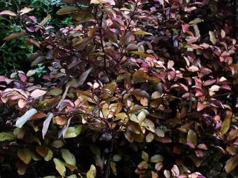 Pseudowintera colorata (Pseudowintera colorata)