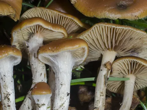 Psilocybe cyanescens (Psilocybe cyanescens)