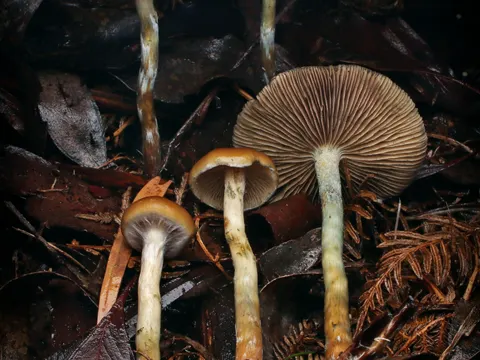 Psilocybe subaeruginosa (Psilocybe subaeruginosa)