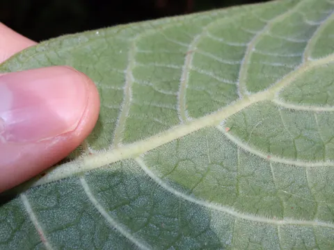 Psychotria loniceroides (Psychotria loniceroides)