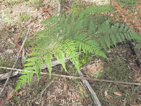 Pteridium esculentum