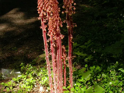 Pterospora andromedea (Pterospora andromedea)