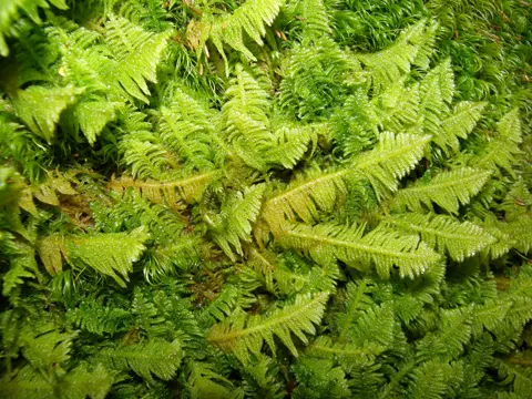 Federmoos (Ptilium crista-castrensis)