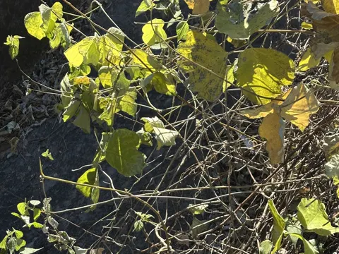Kudzu