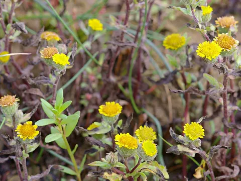 Kleines Flohkraut (Pulicaria vulgaris)