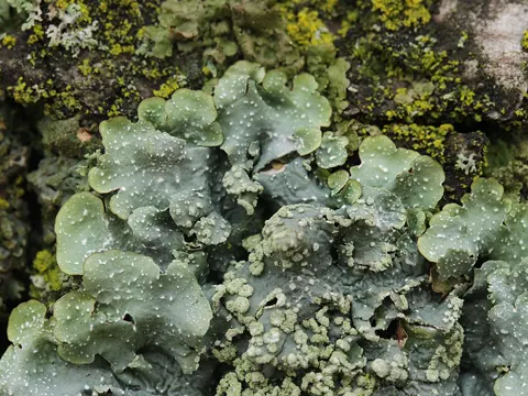 Powdery-back Shield Lichen (Punctelia subrudecta)