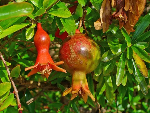 Granatapfel
