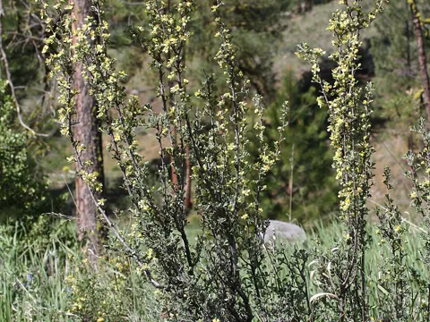 Purshia tridentata