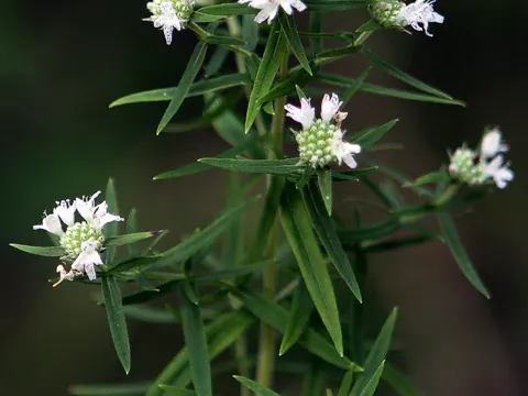 Pycnanthemum virginianum (Pycnanthemum virginianum)
