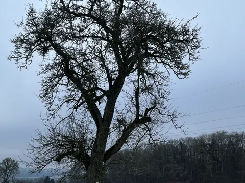 Wild Pear