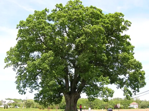 Weiße Eiche