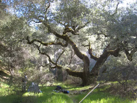 Quercus chrysolepis (Quercus chrysolepis)