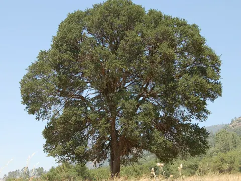 Blau-Eiche (Quercus douglasii)
