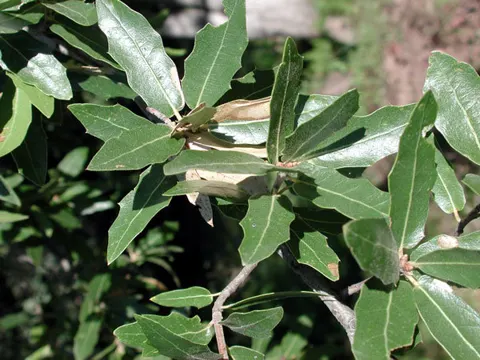Emory-Eiche (Quercus emoryi)