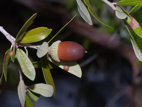 Plateau-Eiche (Quercus fusiformis)