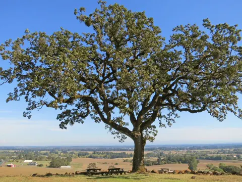 Garry-Eiche (Quercus garryana)