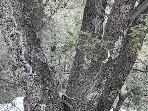Silberblatt-Eiche (Quercus hypoleucoides)