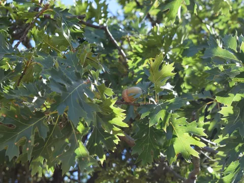 Schwarz-Eiche (Quercus kelloggii)