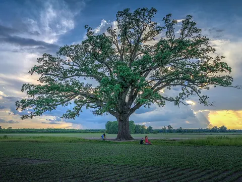 Flatterulme (Quercus macrocarpa)