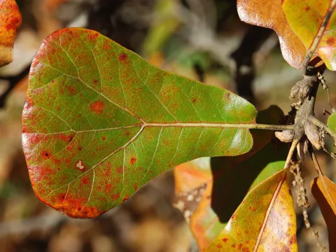 Schwarzeiche (Quercus marilandica)