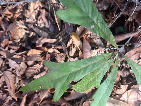 Water Oak (Quercus nigra)