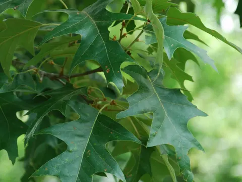 Quercus pagoda (Quercus pagoda)