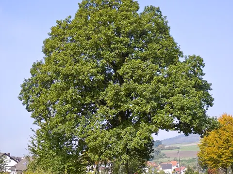 Sessile Oak