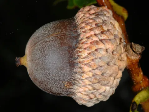 Quercus prinoides (Quercus prinoides)