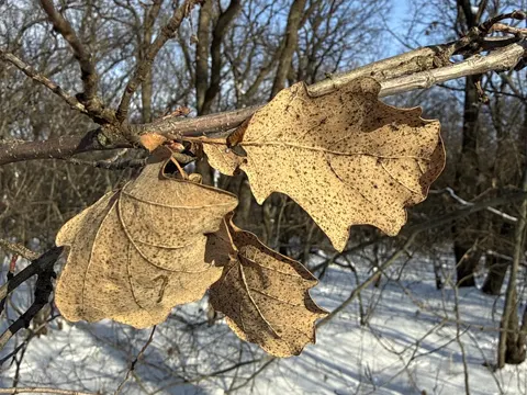 English Oak