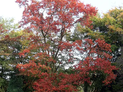 Northern Red Oak