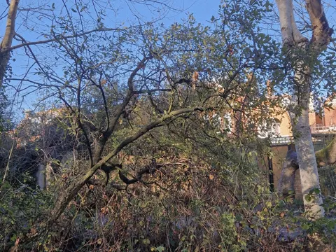 Cork Oak