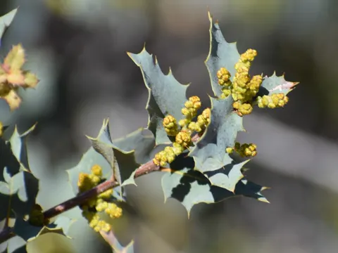 Sonoren-Eiche (Quercus turbinella)
