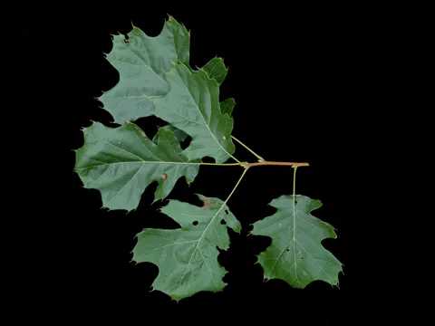Schwarzeiche (Quercus velutina)
