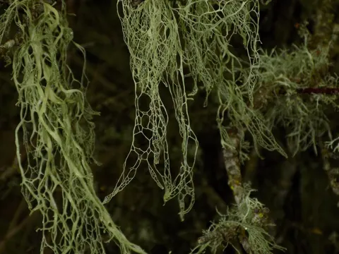 Menzies Strauchflechte (Ramalina menziesii)