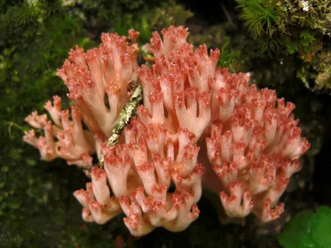 Hahnenkamm (Ramaria botrytis)