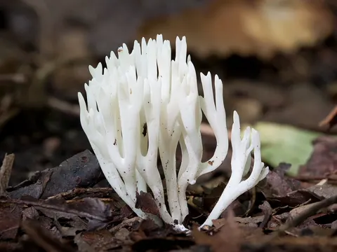 Ivory Coral (Ramariopsis kunzei)