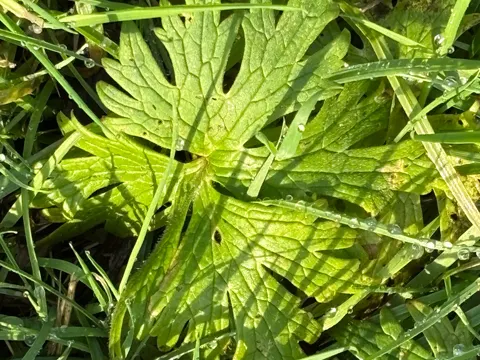 Meadow Buttercup (Ranunculus acris)