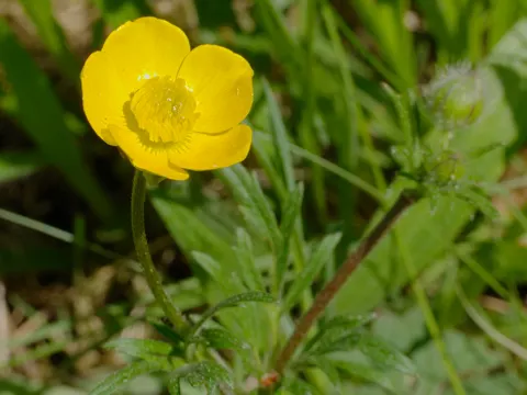 Knolliger Hahnenfuß (Ranunculus bulbosus)
