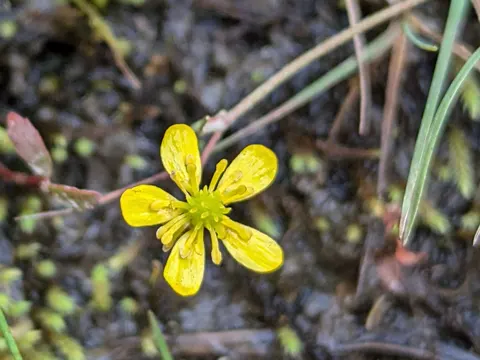 Brennender Hahnenfuß (Ranunculus flammula)