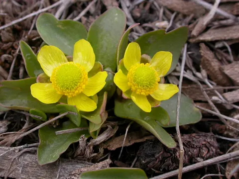 Glatter Hahnenfuß (Ranunculus glaberrimus)