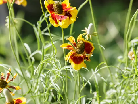 Ratibida columnifera