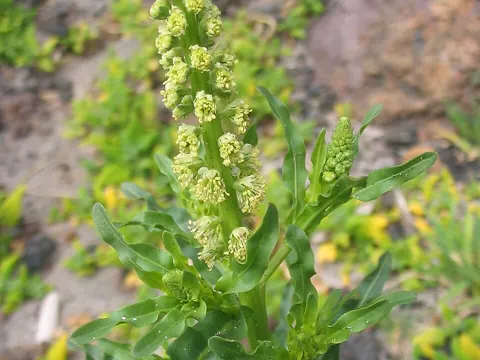 Färber-Reseda (Reseda luteola)