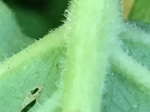 Sachalin-Staudenknöterich (Reynoutria sachalinensis)