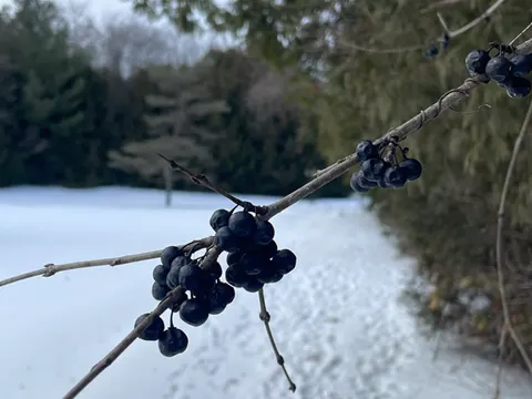 Buckthorn