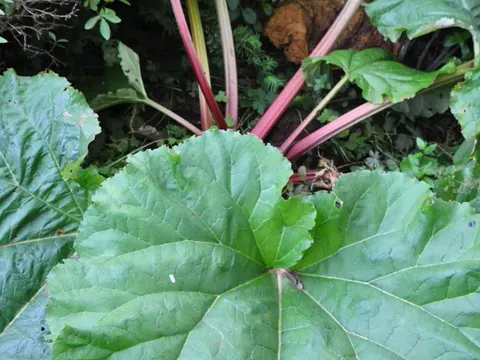 Rhabarber (Rheum rhabarbarum)