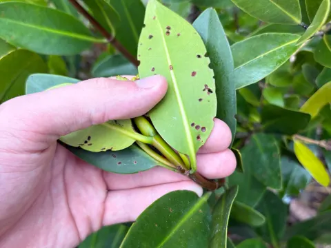 Red Mangrove (Rhizophora mangle)