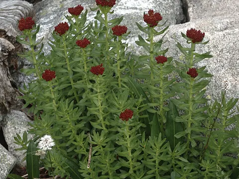 Alpine Rose Root (Rhodiola integrifolia)