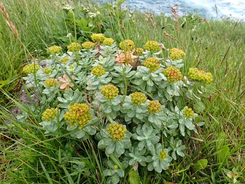 Rosenwurz